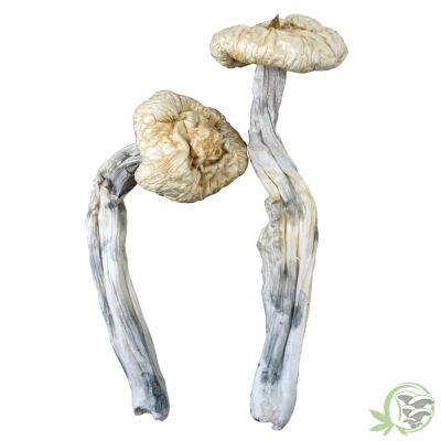 Great White Monster Mushroom at SacredMeds
