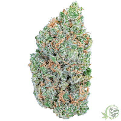 Lemon Drop Weed Strain at SacredMeds