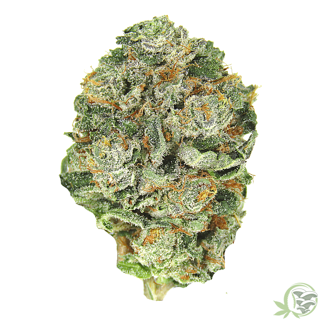 OG Kush Alien Balanced Cannabis Hybrid Strain