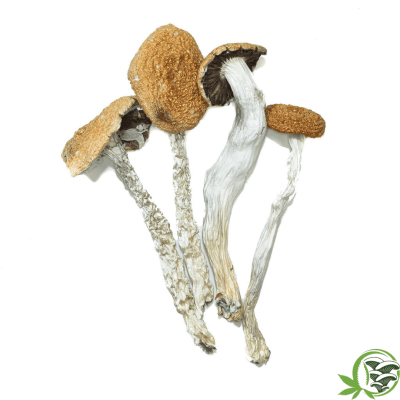 Magi c Mushrooms Daddy Long Legs Psilocybin Cubensis