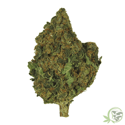 Moby Dick Sativa Dominant Hybrid