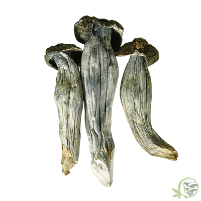 Monster Penis Envy Psilocybin Cubensis Mushroom at SacredMeds