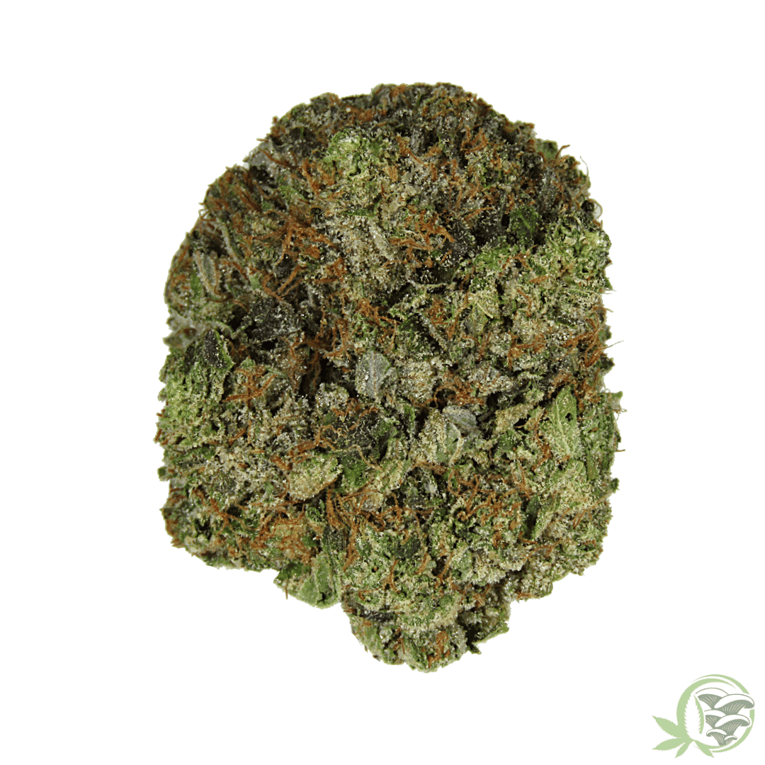 OG Shark Balanced Hybrid