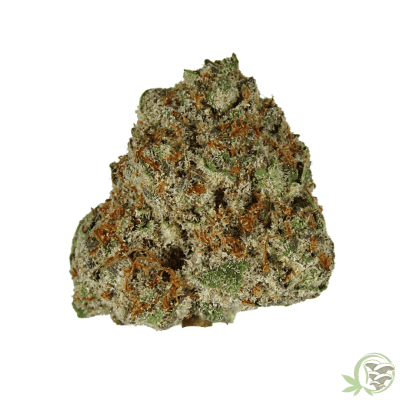 Cinderella 99 Sativa Dominant Hybrid