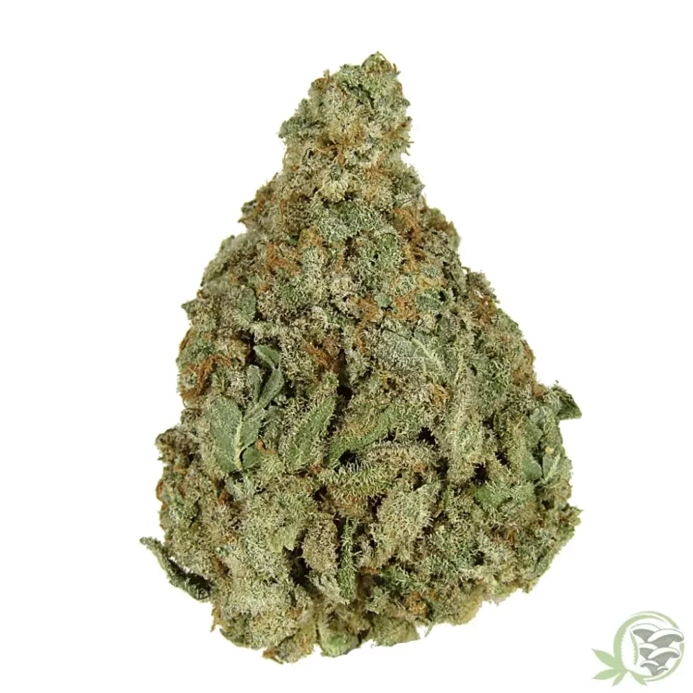 Purple Kush indica dominant weed strain