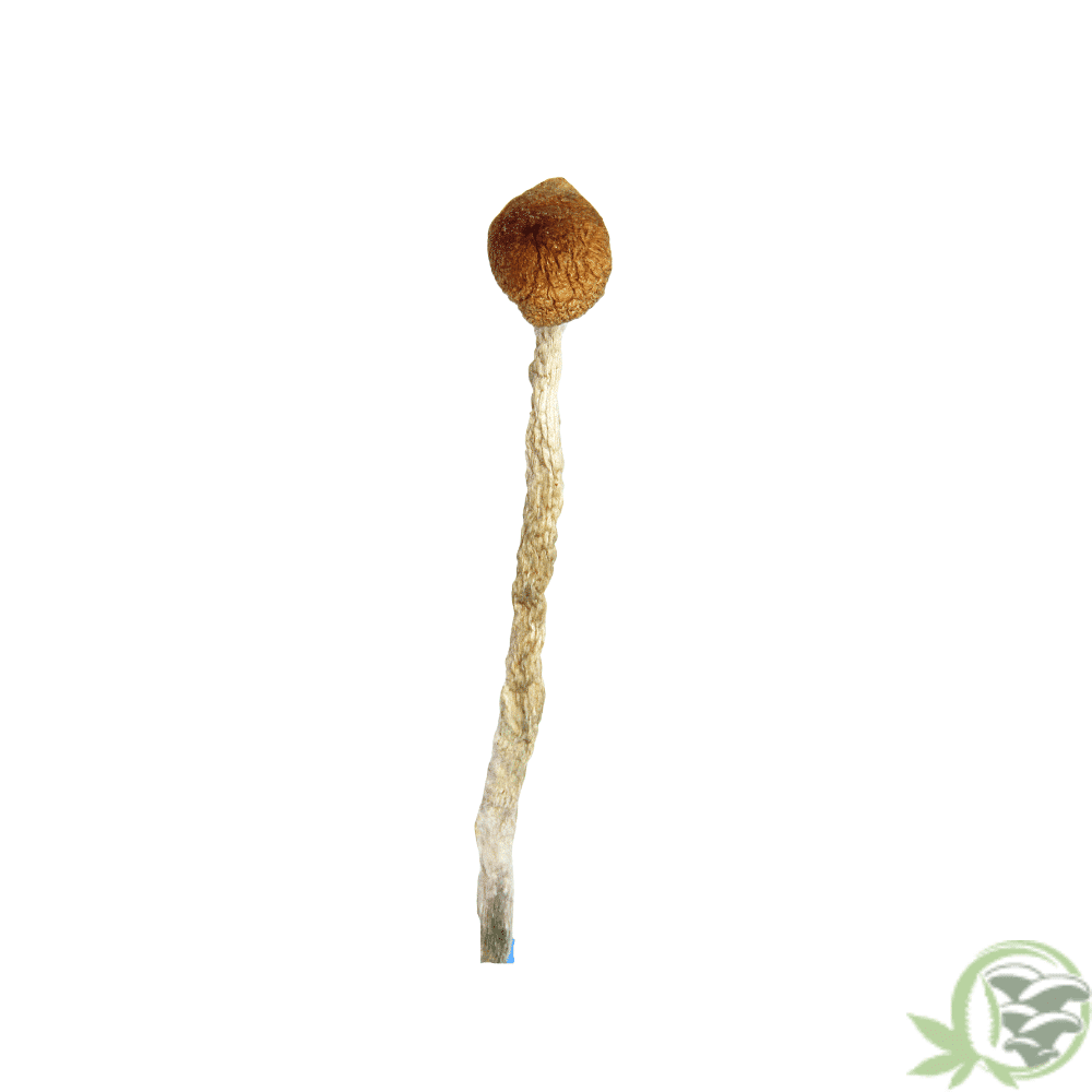 Buy Daddy Long Legs Cubensis online in Canada