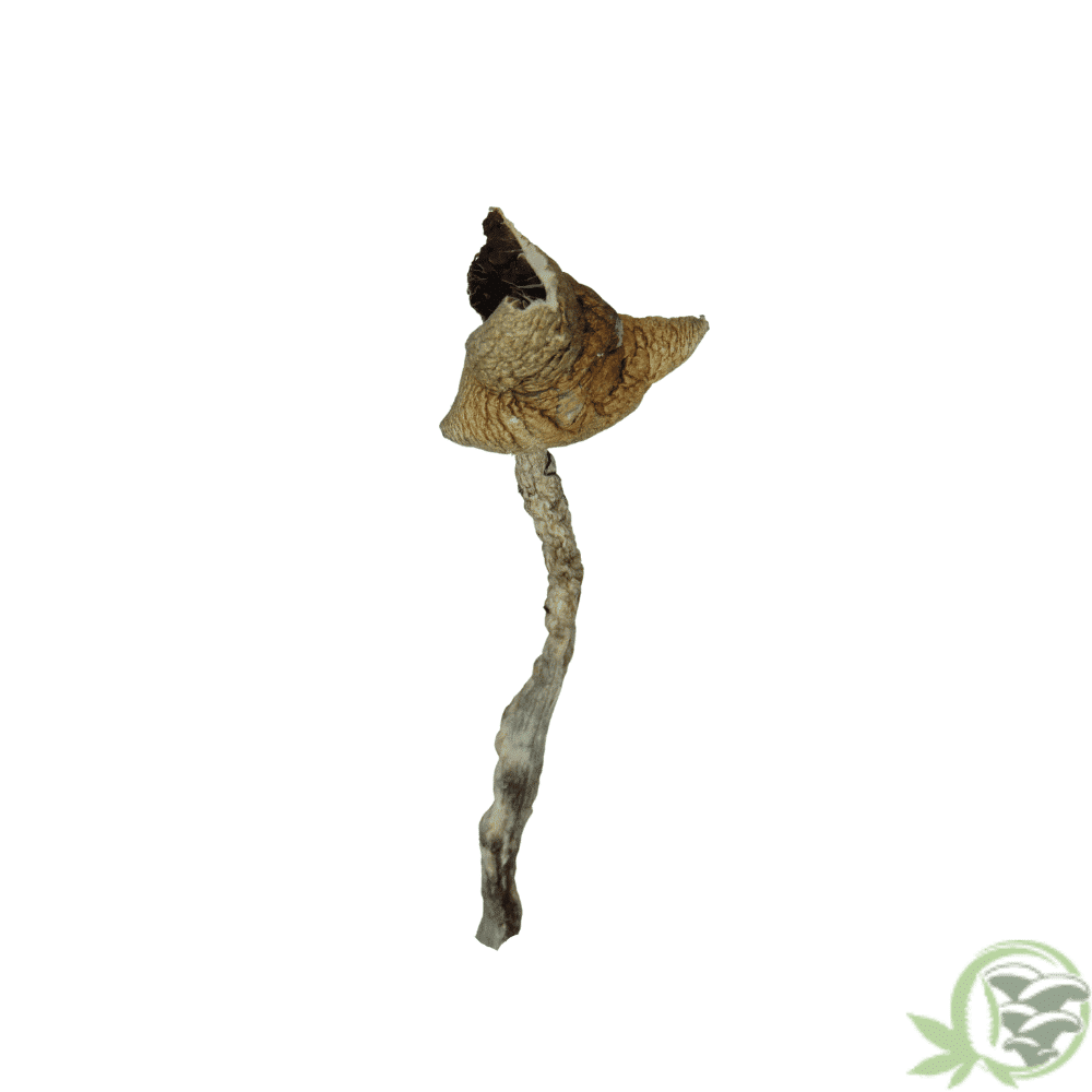 Buy Daddy Long Legs Cubensis online in Canada