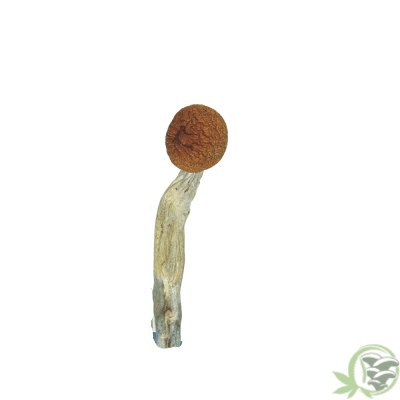 Buy Daddy Long Legs Cubensis online in Canada