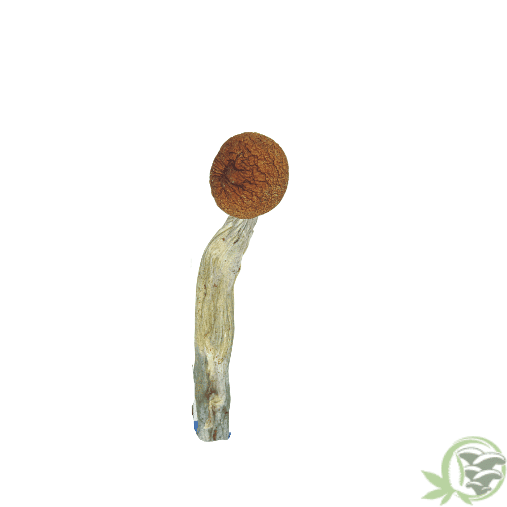 Buy Daddy Long Legs Cubensis online in Canada