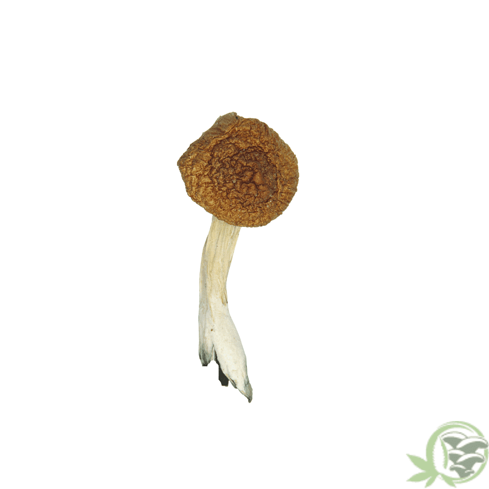 Buy Huautla Cubensis online in Canada