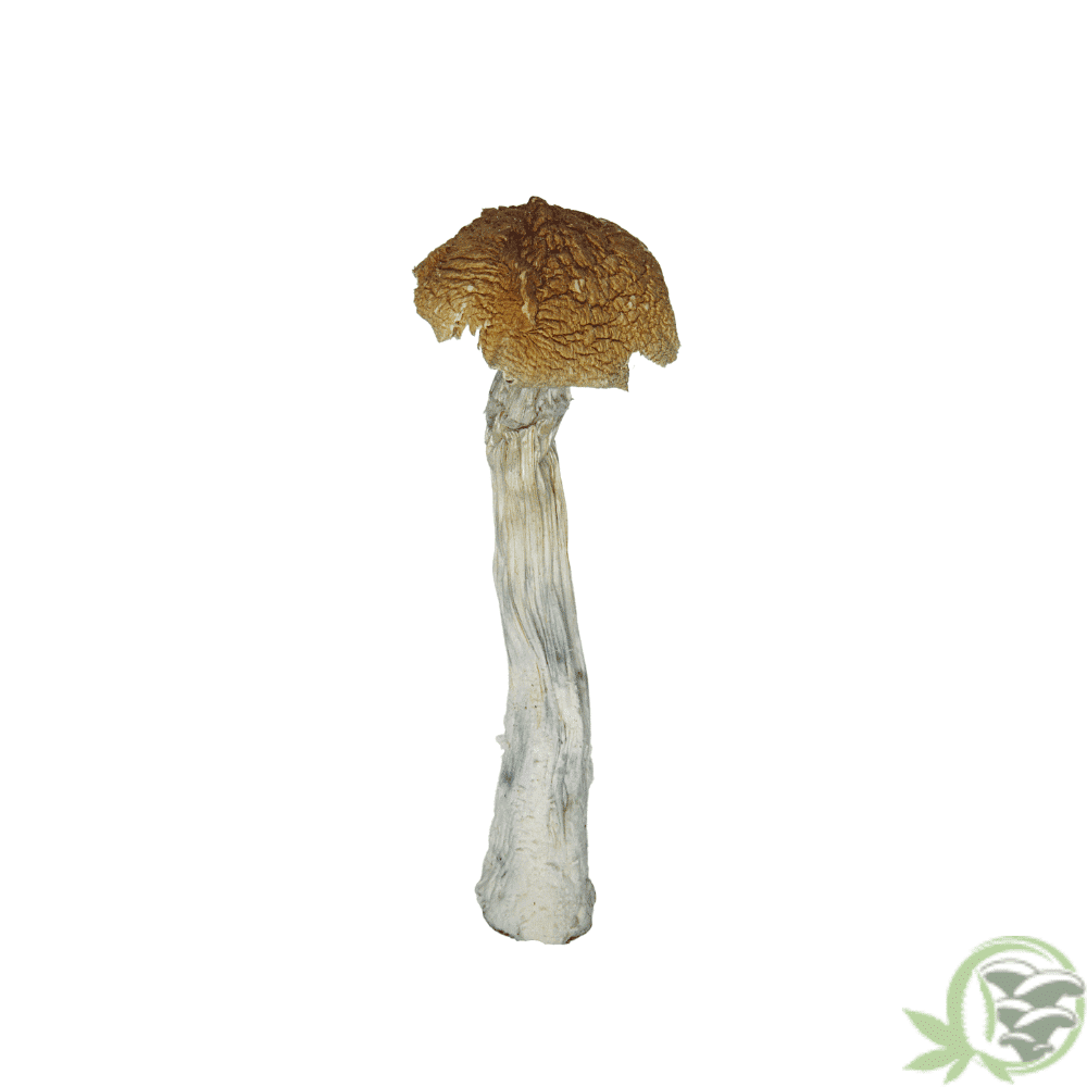 Buy Huautla Cubensis online in Canada