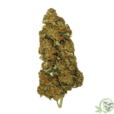 CBD Sunkiss Weed Strain at SacredMeds