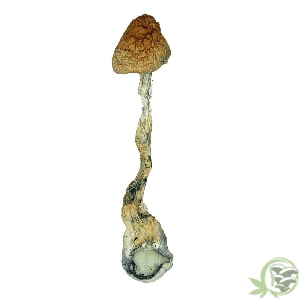 Golden Teacher Magic Mushrooms at SacredMeds