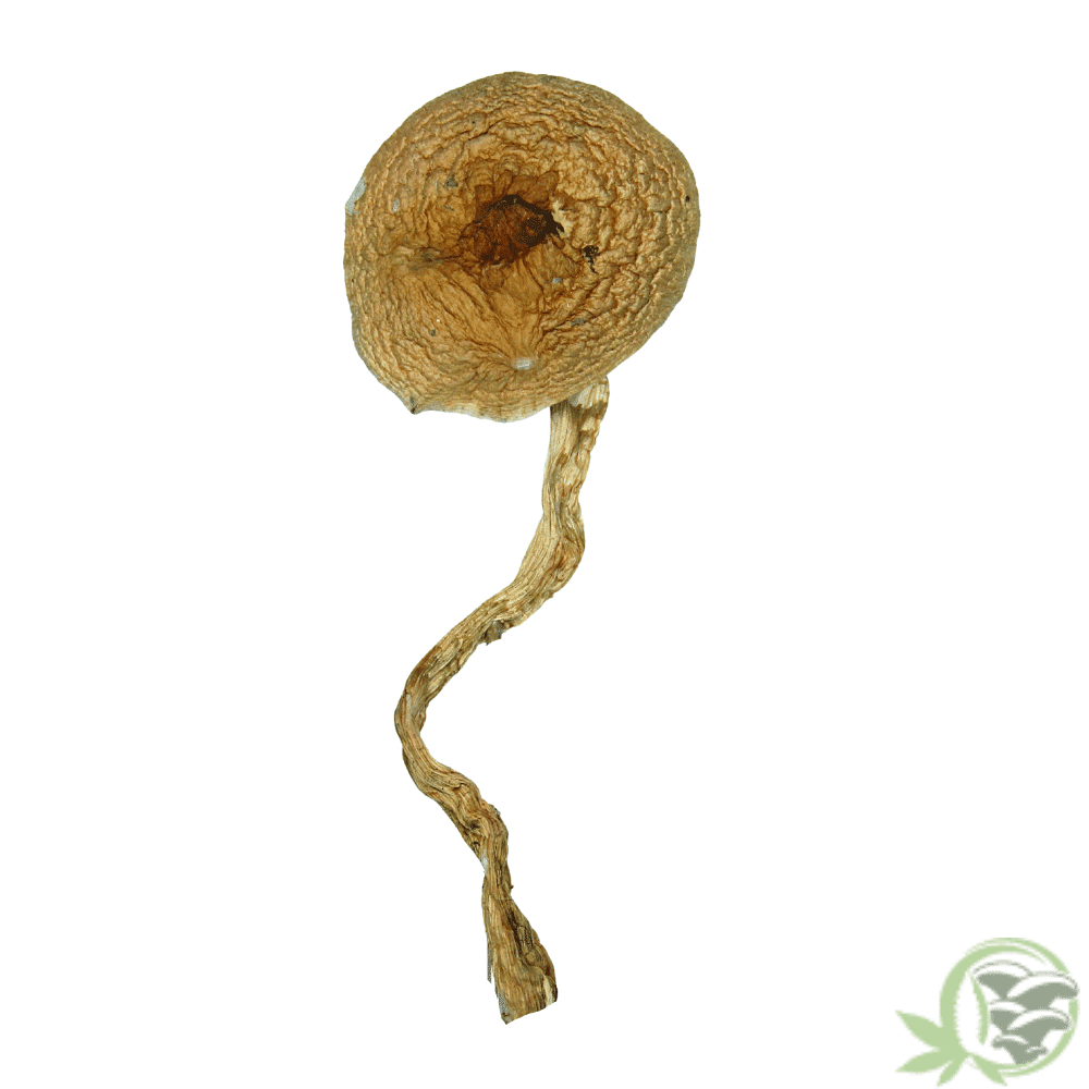 Golden Teacher Magic Mushrooms at SacredMeds