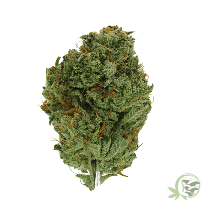 Mataro Blue Indica dominant hybrid weed strain