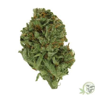 Mataro Blue Indica dominant hybrid weed strain