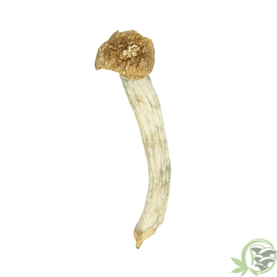 Buy Monster Penis Envy online in Canada