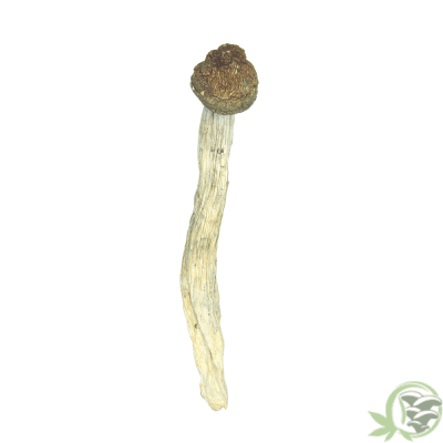 Buy Monster Penis Envy online in Canada