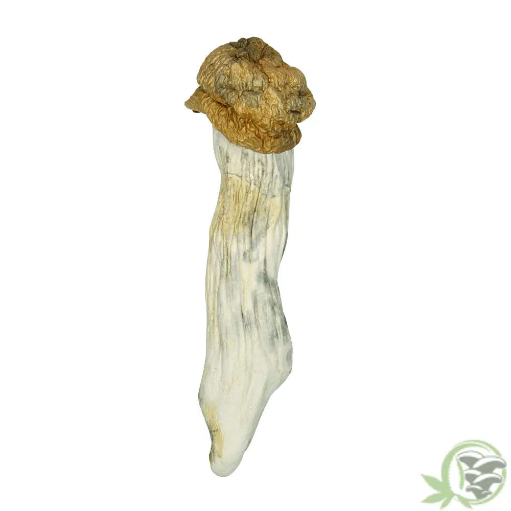 Penis Envy Psilocybin Cubensis Mushroom at SacredMeds