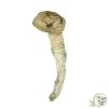 Penis Envy Psilocybin Cubensis Mushroom at SacredMeds