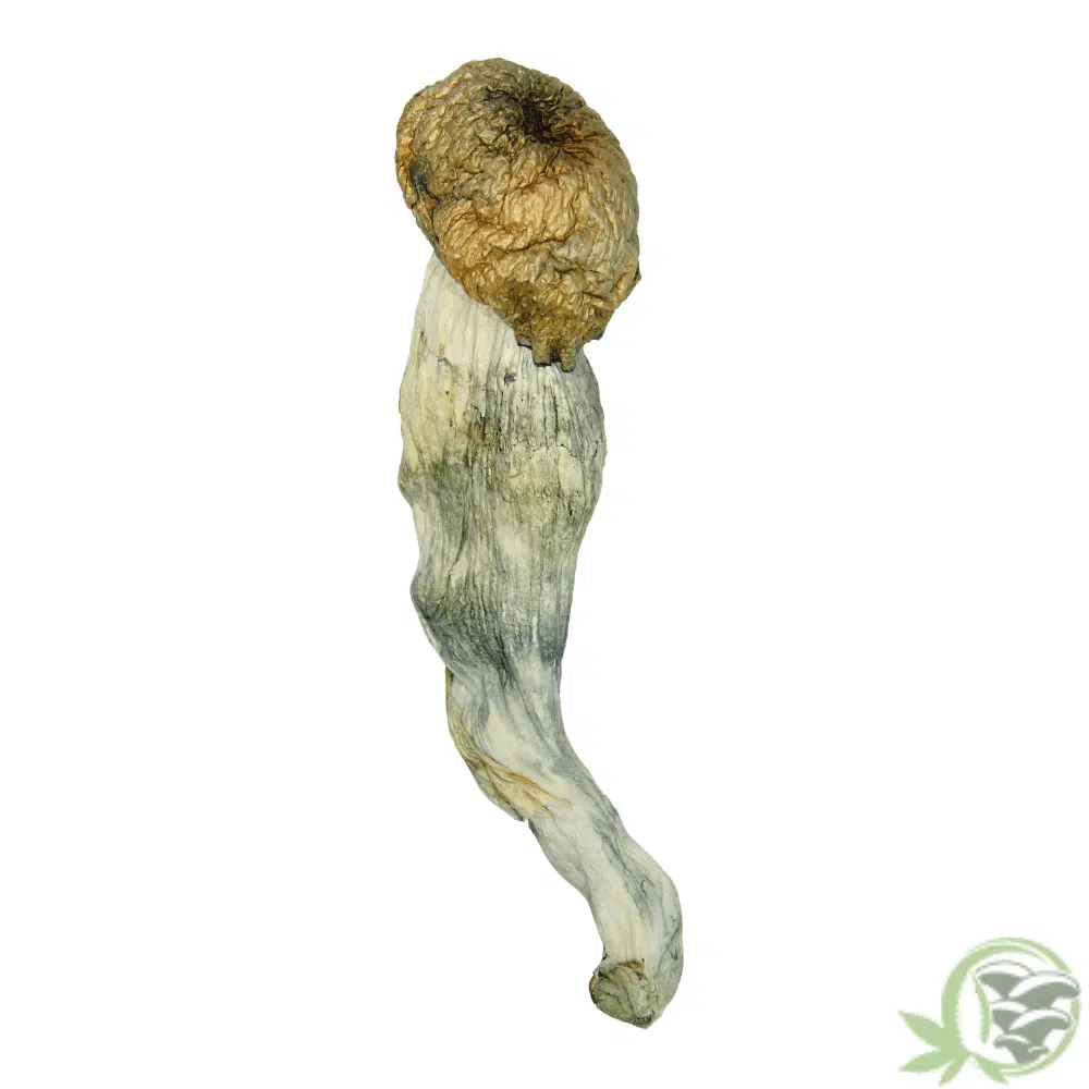 Penis Envy Psilocybin Cubensis Mushroom at SacredMeds