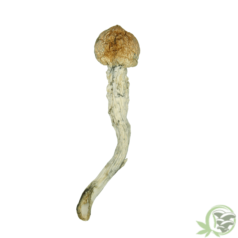 Penis Envy Psilocybin Cubensis Mushroom at SacredMeds