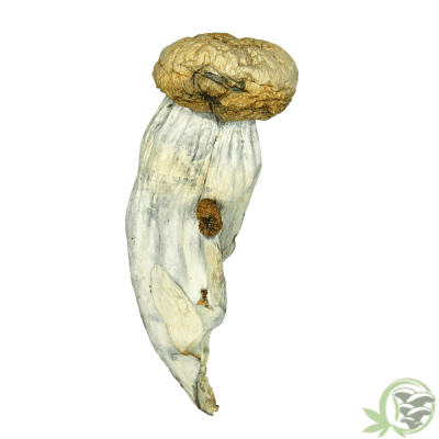 Penis Envy Psilocybin Cubensis Mushroom at SacredMeds