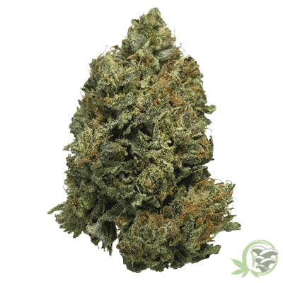 Pre-98 Bubba Kush Weed Strain at SacredMeds