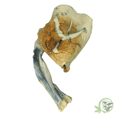 Buy Tidal Wave Magic Mushrooms online in Canada
