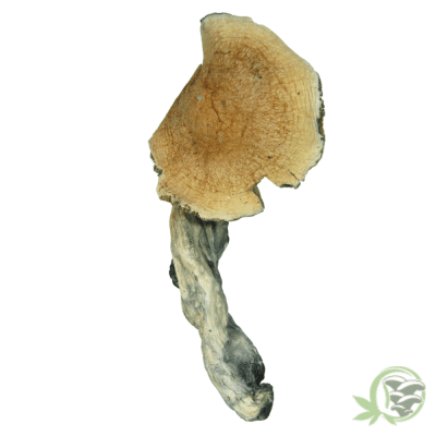 Buy Tidal Wave Magic Mushrooms online in Canada