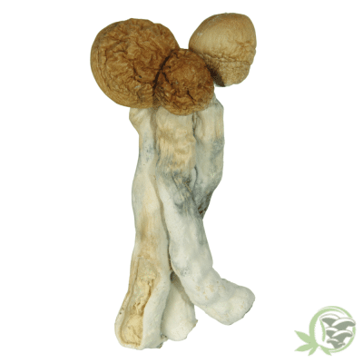 Buy Tidal Wave Magic Mushrooms online in Canada
