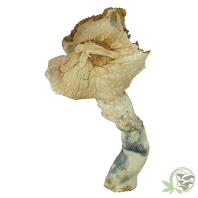 Buy Tidal Wave Magic Mushrooms online in Canada