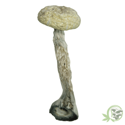 The best online dispensary to buy magic mushrooms in Canada