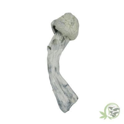 Avery Albino Cubensis