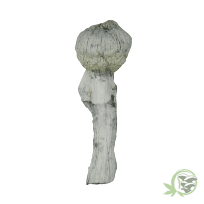 Avery Albino Shroom