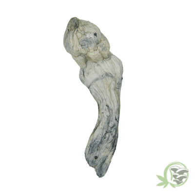 Avery Albino Psilocybe