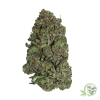 Buy the best Weed in Canada just like this Bluefin Tuna Kush Indica Marijuana strain.