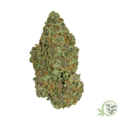 Buy the best Weed online in Canada just like this Super Silver Haze.