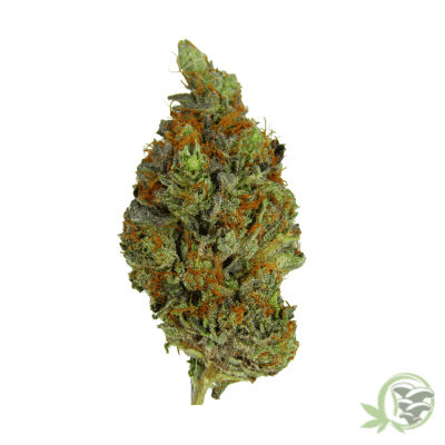 SacredMeds is where to buy the best Weed in Canada just like this Gassy Pink Kush.