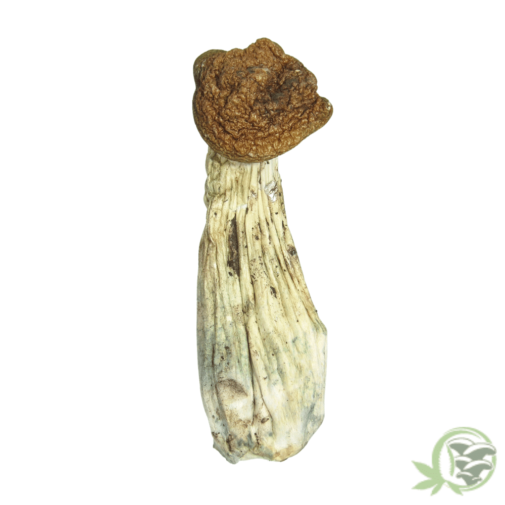 Buy Gold Member Psilocybe Cubensis Magic Mushrooms Online in Canada.