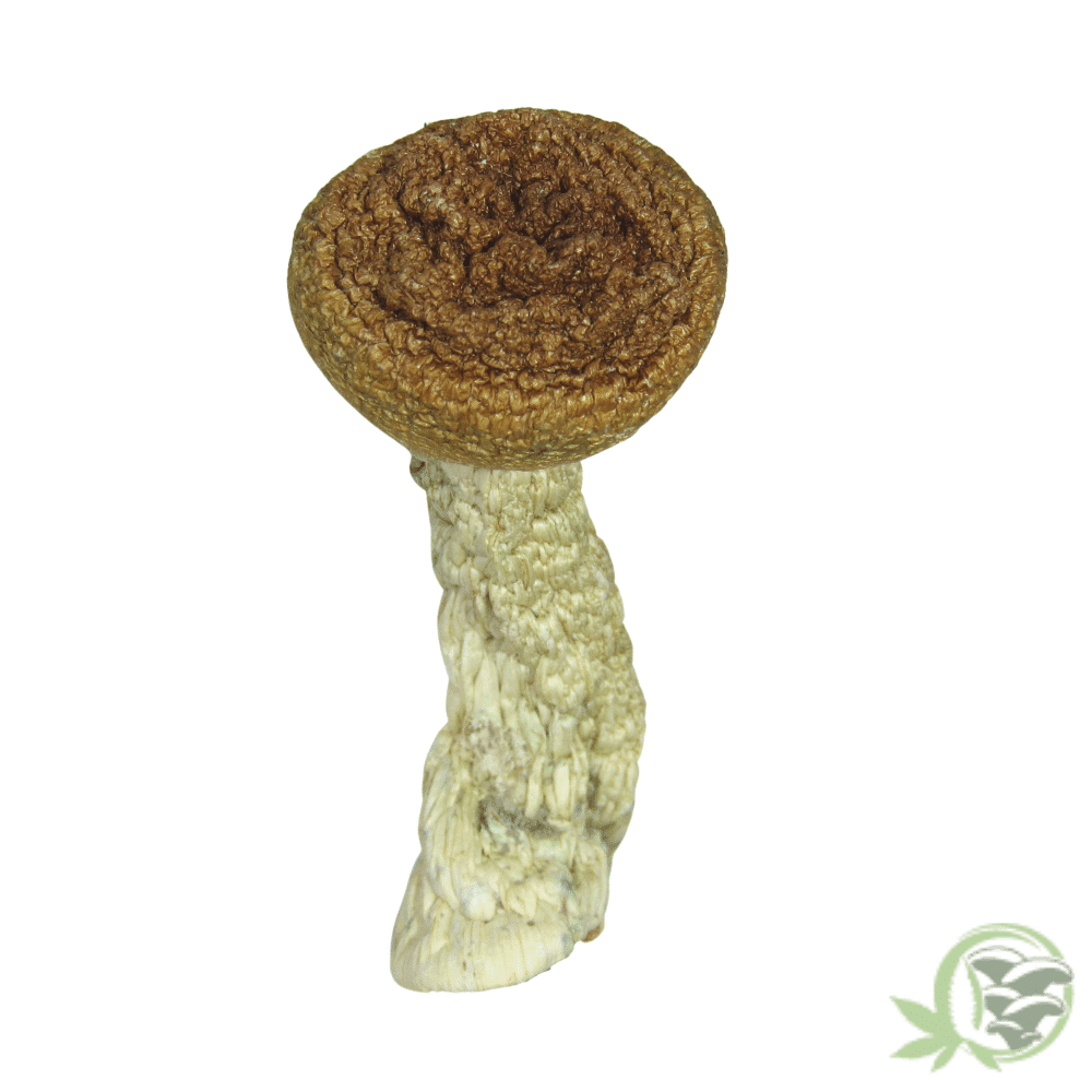 Buy Gold Member Psilocybe Cubensis Magic Mushrooms Online in Canada.