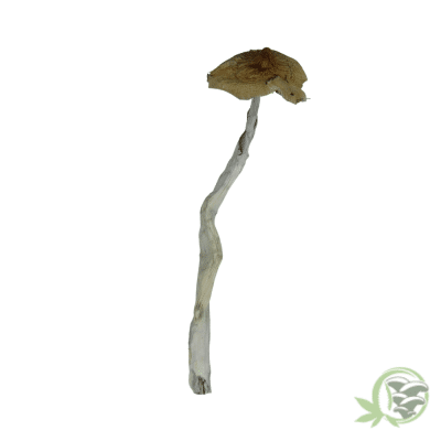Dancing Tiger Shroom