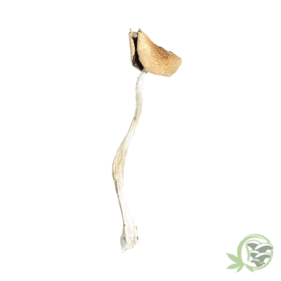 Dancing Tiger Psilocybin