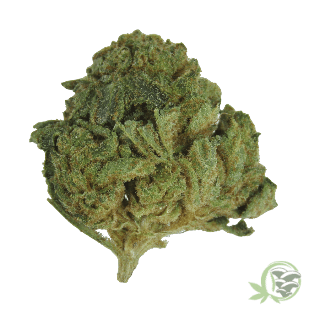 Buy the best Weed online in Canada just like this Moby Dick strain from SacredMeds online dispensary.