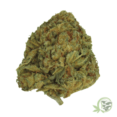 Moby Dick Weed