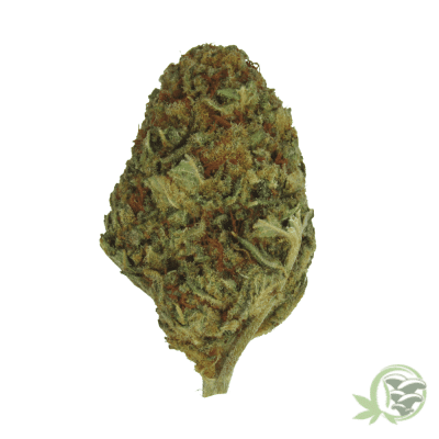 Moby Dick Sativa Hybrid