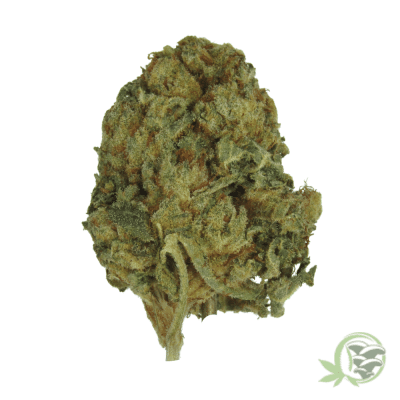 Moby Dick Sativa