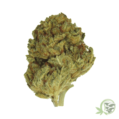 Moby Dick Marijuana