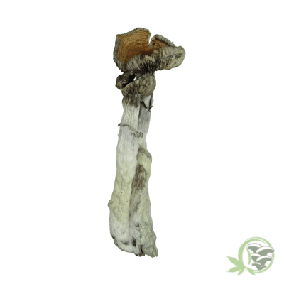 Puerto Rican Cubensis