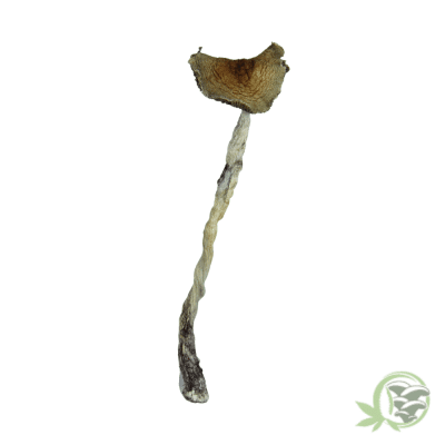 Puerto Rican Shroom